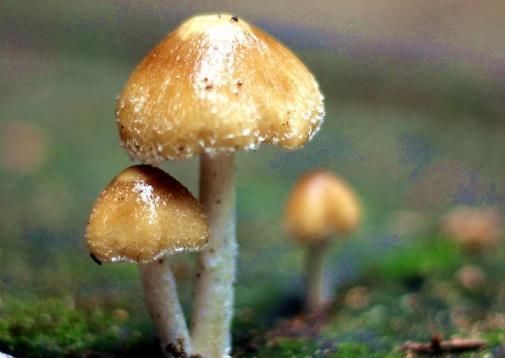 养颜|再穷也要吃的碱性食物,美容养颜、抗衰老,和“黄脸婆”说再见