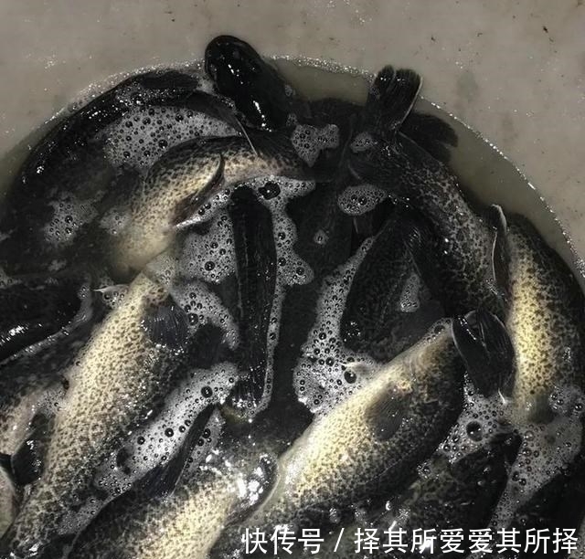 仙居|新鱼种?浙江男子钓起一条没见过的大鱼,像是变异的鳜鱼