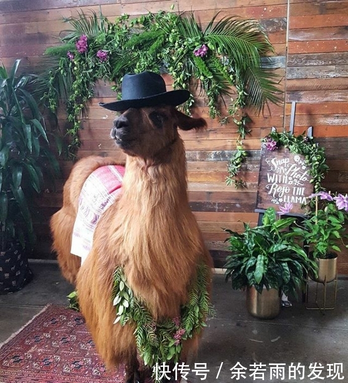 趣图:婚礼的时候一般会邀请什么人?嗯,草泥马伴娘没见过吧?