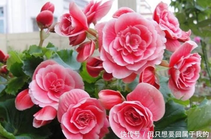 春天养此款花卉，好养易打理，花色柔美，花朵烂漫迷人，美爆了