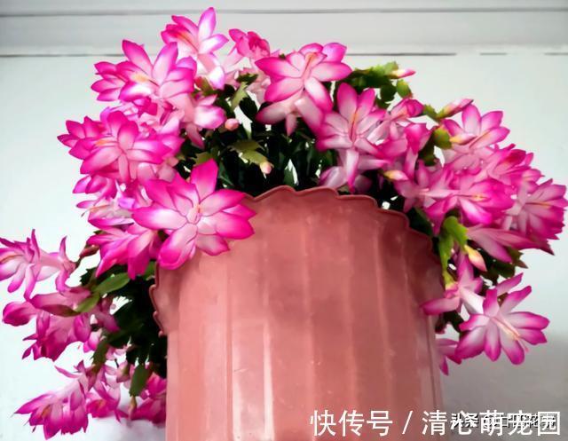 多肉植物|6种花，长高就“变丑”，株型低矮才“漂亮”，要舍得剪