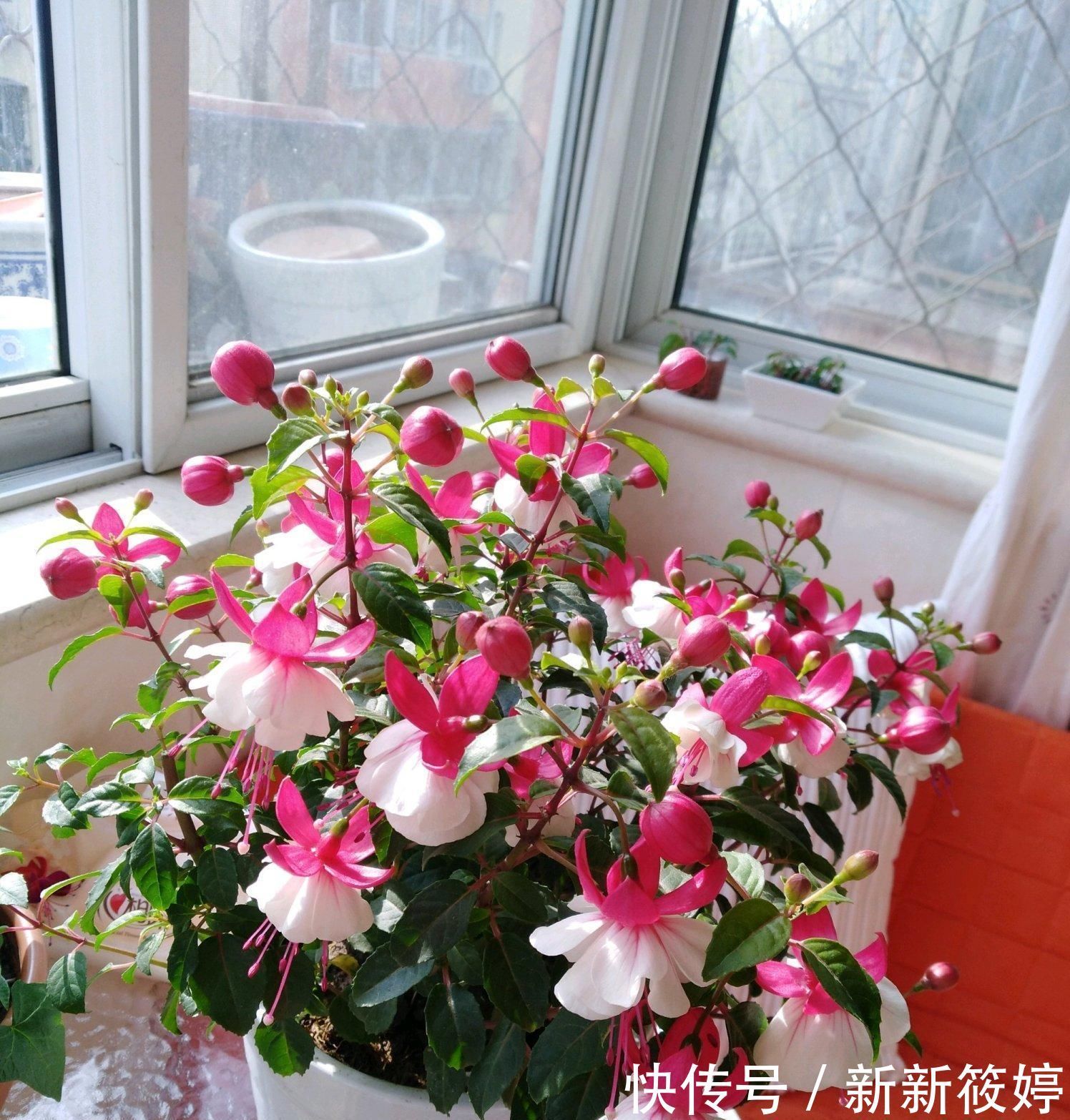 2020年超流行的盆栽花,好看又好养,花期长,人见人爱,值得拥有