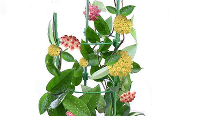 三种花比杜鹃好看,比绿萝好养,比桂花还香,谁见了不心动