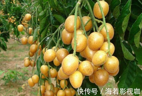 黄皮素|这才是天然的“止咳药”，每天喝一碗，止咳化痰，赶紧扔了止咳药