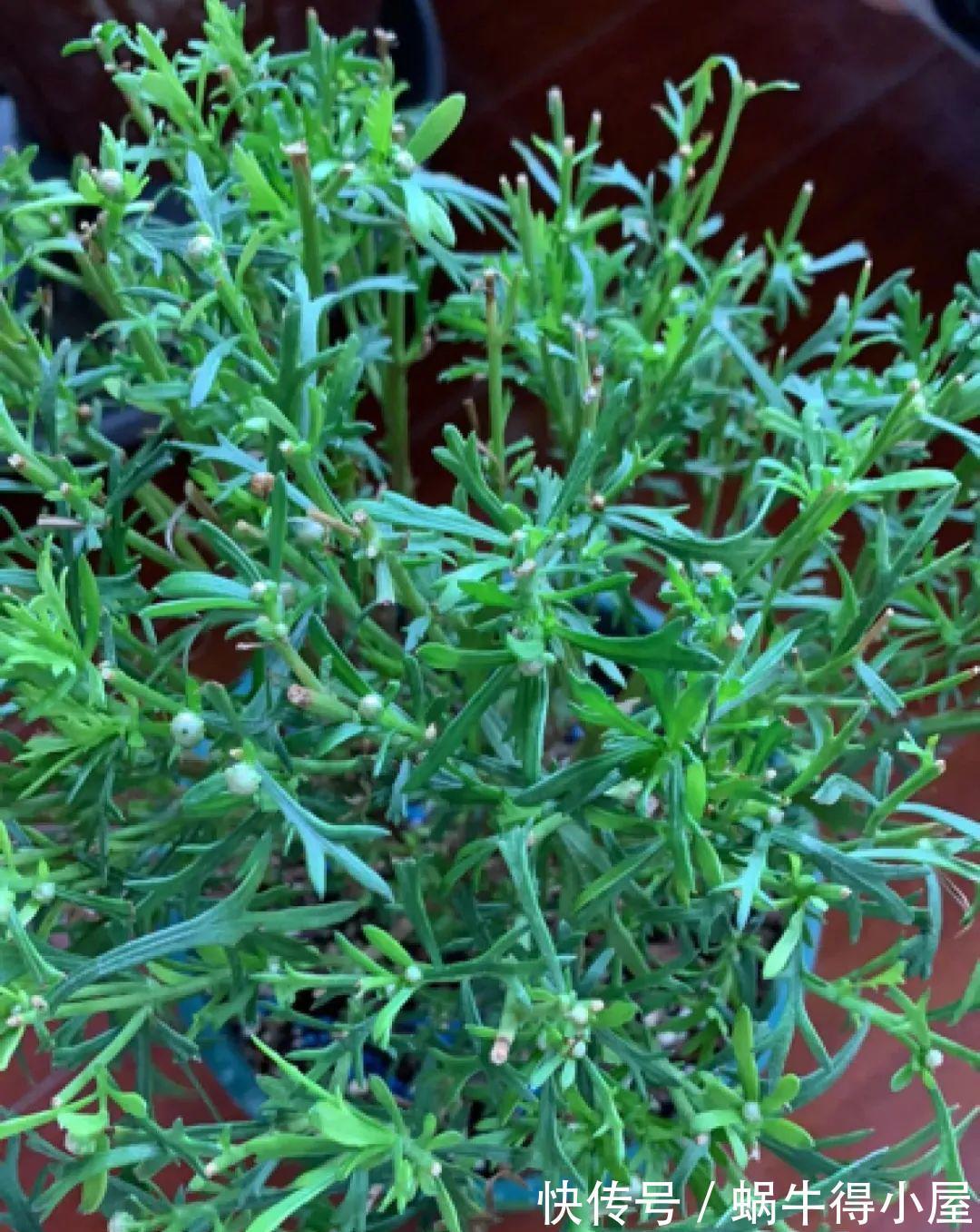 花苞|初秋8种花不能剪,轻则不开花,严重可能剩空盆