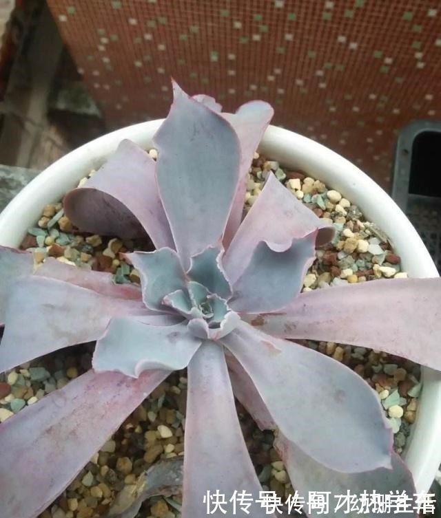 摊大饼|多肉变成一张大饼,该咋救这一招绝对好使!多肉变成一张大饼,该咋救这一招绝对好使!