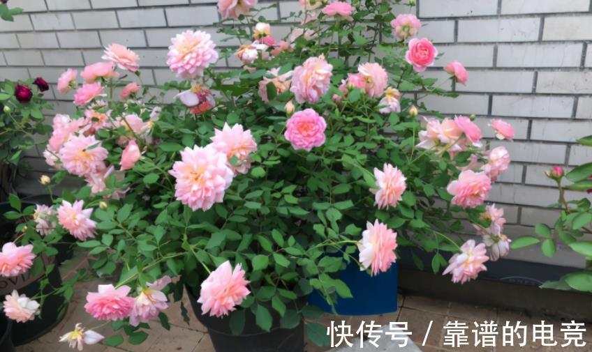 养花盆里加几滴“小东西”，茉莉、茶花不黄叶，30天一次简单有效