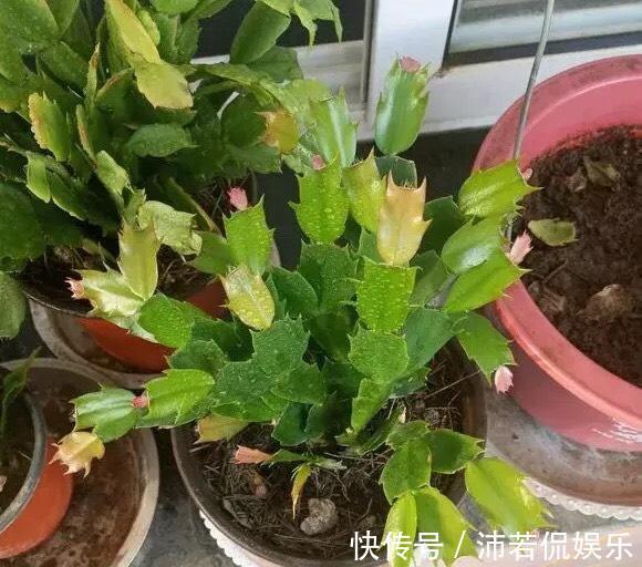 肥水|秋季养“蟹爪兰”,10天浇1碗肥水,开花多3倍,花朵大、花色艳