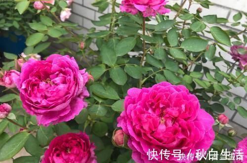 养花|鸡蛋壳养花,用对了才是好花肥,出错了就烂根,养一盆死一盆!