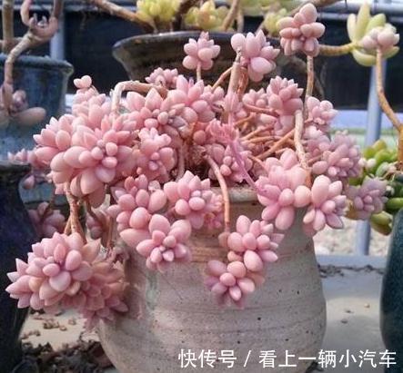 多肉长残了怎么办,一个牙签就能解决