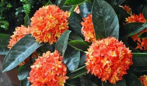 教你一招,不仅能让你的花草远离黄叶和虫害,还能爆盆!