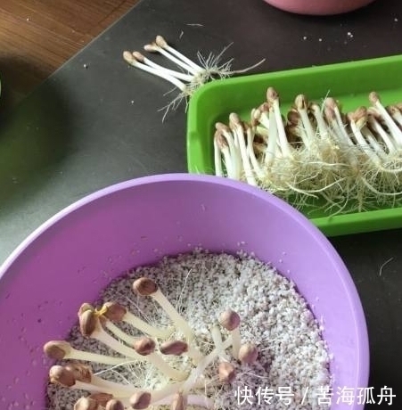 好吃|炸花生原来还可以这样利用,太聪明了,又营养又好吃!太赞了!