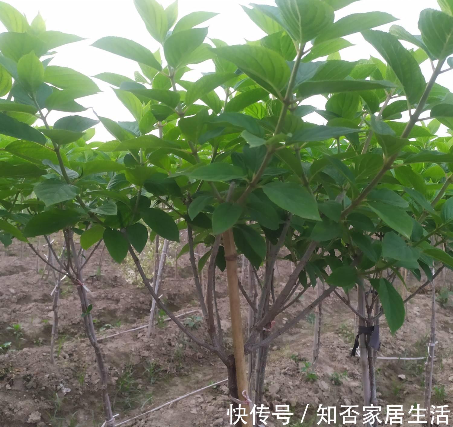 6种“便宜花”，稍加打理养成“棒棒糖”，给多少钱都不卖