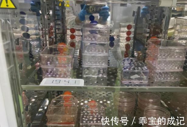 父亲|孩子身患罕见疾病无法医治,高中学历父亲救子自治物,当事人回应