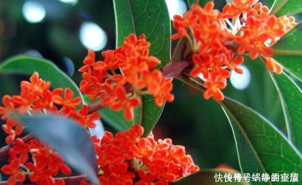 这花能飘香十里,家中种植一棵准没错了,忠贞之士是高尚的象征