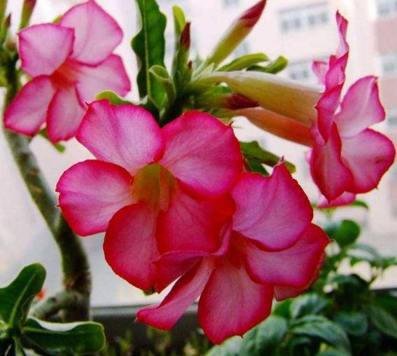 “3种花”不喜水,一碰水“又枯又黄”,往太阳下一摆,盆盆花爆