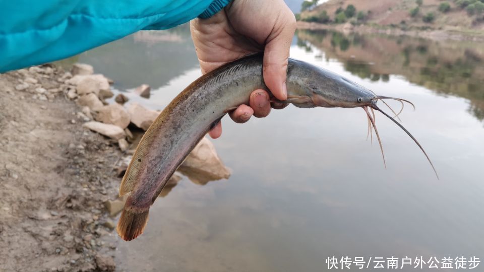 昆明|昆明周边楚雄鱼跳楼水库夜钓，老坛玉米挂钩，天亮终获野生大鲤鱼