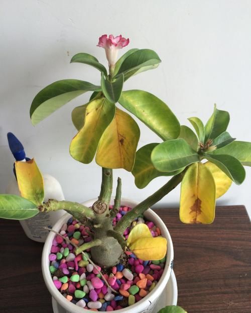  静养|沙漠玫瑰，冬季要静养，1多、2不要，不然开春只剩盆