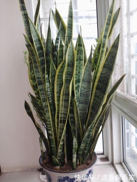 肥养|养虎皮兰,就4个“特区”,一窜一米高,盆盆爆满