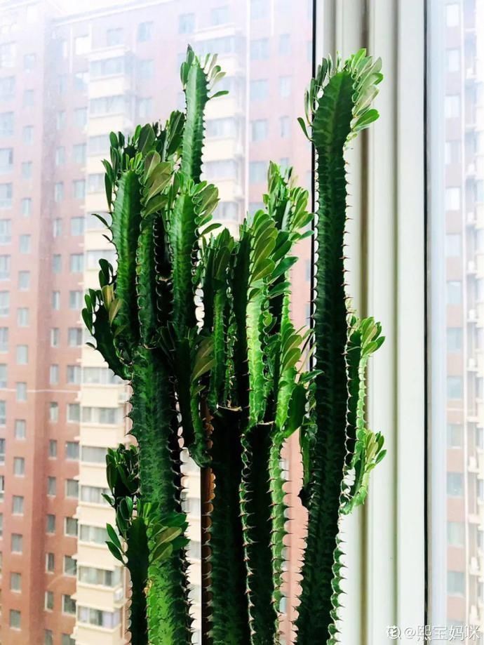 5种丑的难入眼的花,养客厅镇宅守家,越养越气派