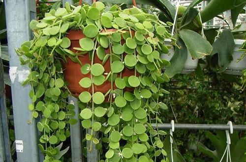 3种花适合吊起来养，挂在窗前，不占位置，好像绿窗帘！