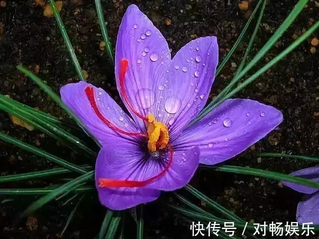 世界上最贵的花,一盆就是一座房子!看过的贵气满满