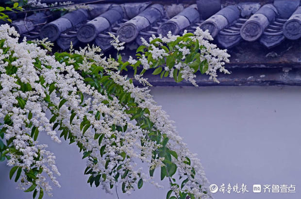 花开齐鲁｜趵突泉公园小叶女贞花开如雪，唯美又浪漫快来赴约吧