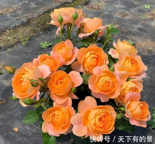 玛格丽特|阳台养花在精不在多,3种花好养又好看,值得养一盆