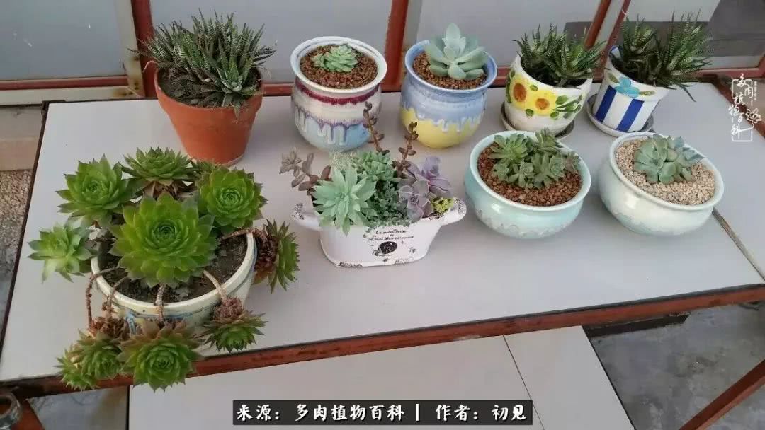 养多肉四周年,从初见到爱恋!幸福一直藏在浅薄的日子里!