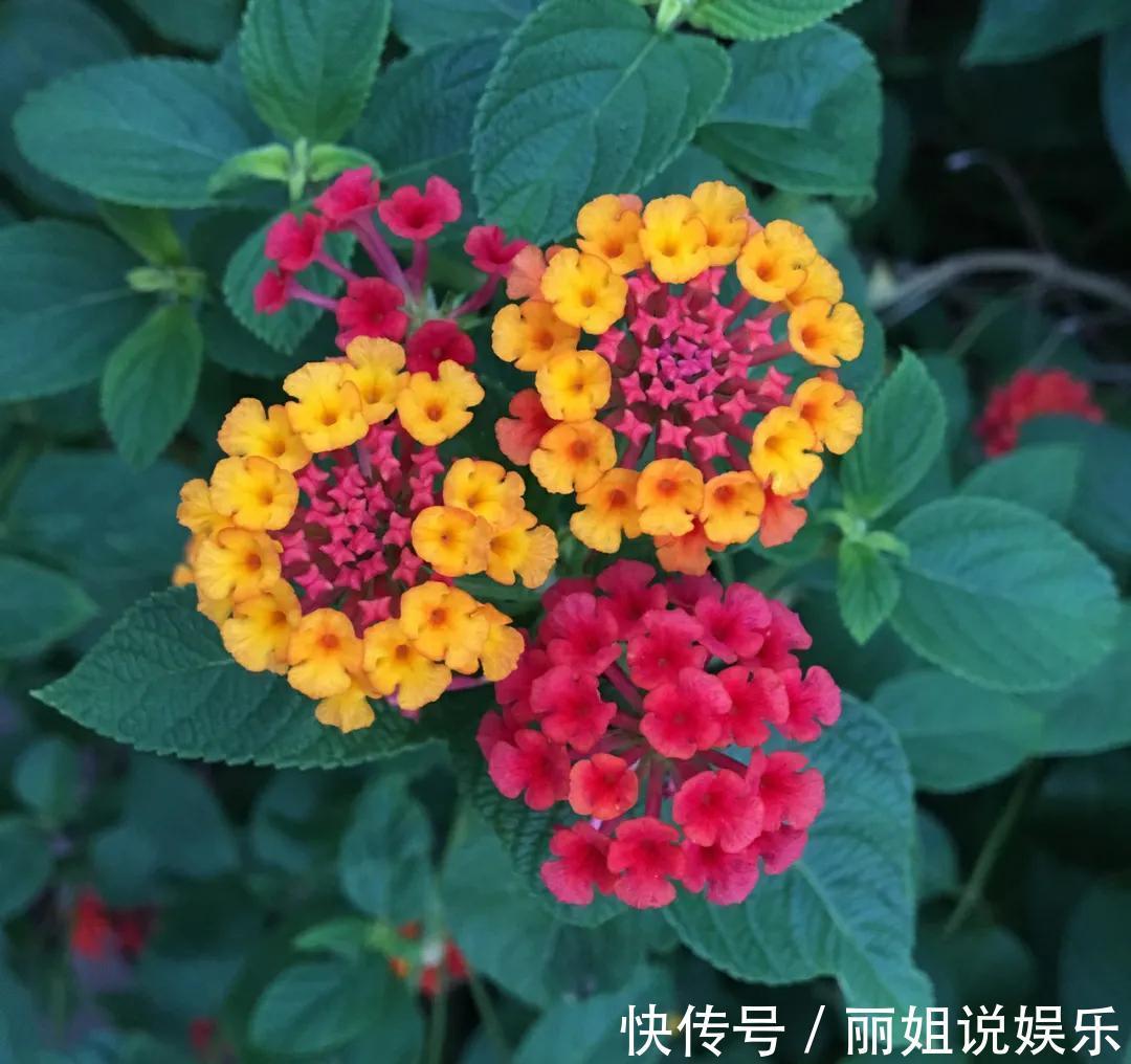 一盆五色梅拯救了的家庭，老婆对我刮目相看，你可能不会相信