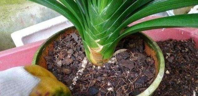 君子兰不见长、不开花“2种料”扔盆里,新芽多,一年开花2次