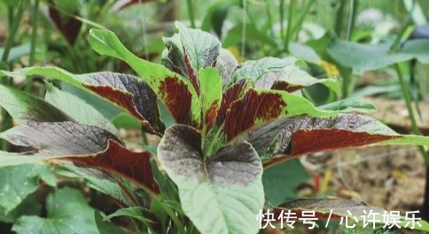 蔬菜|女性不想老太快，多吃3種蔬菜，滋肝養腎，排毒抗衰，氣血也好！