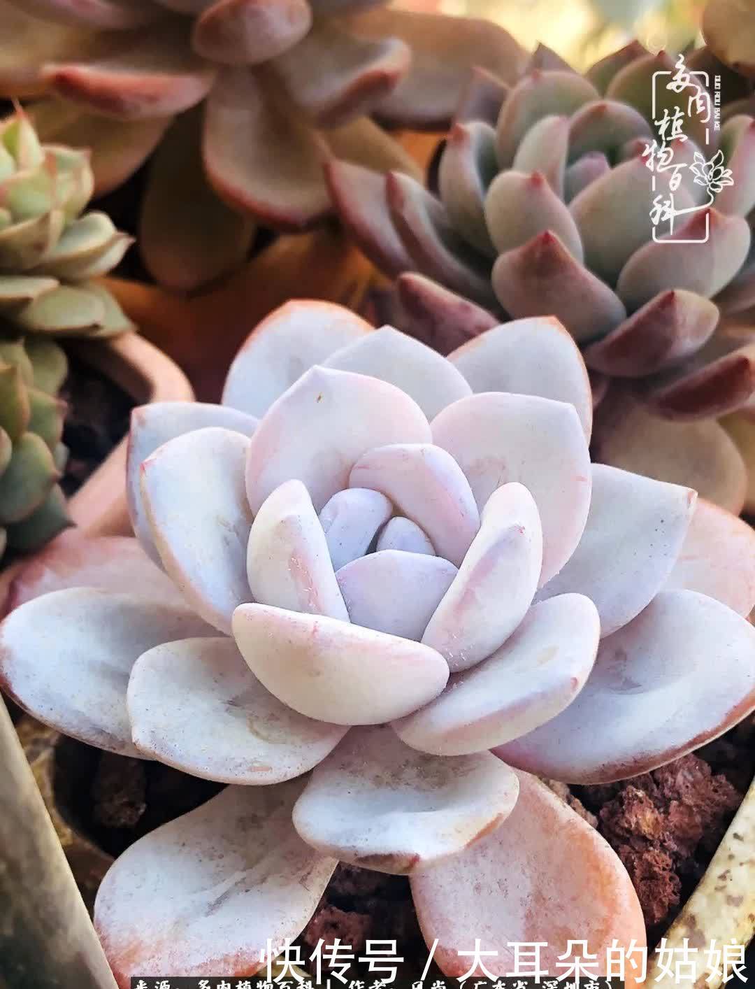 春风化雨,润物无声,爱上多肉,欲罢不能!