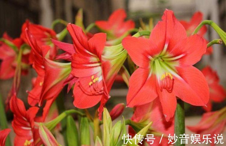 家里阳台必养此款花卉,365天开花不断,花团锦簇,比牡丹还美