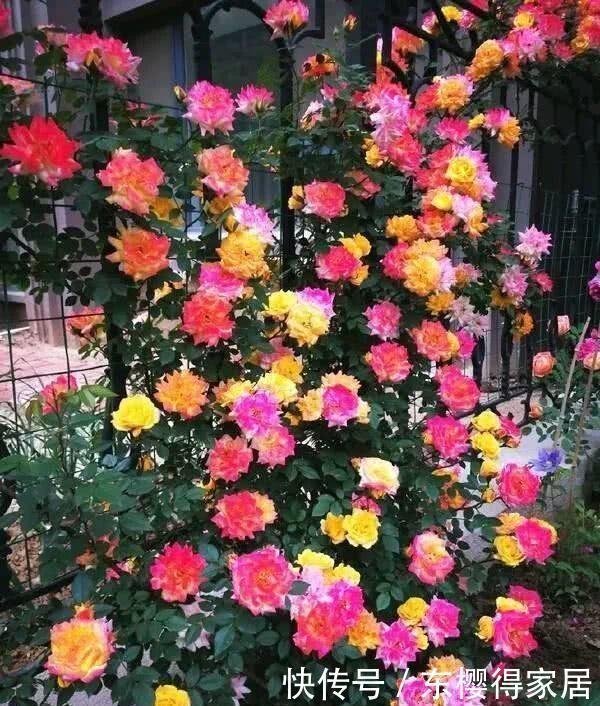 藤月|“藤本月季”哪个品种好?此8种漂亮好养,一年四季开花不停