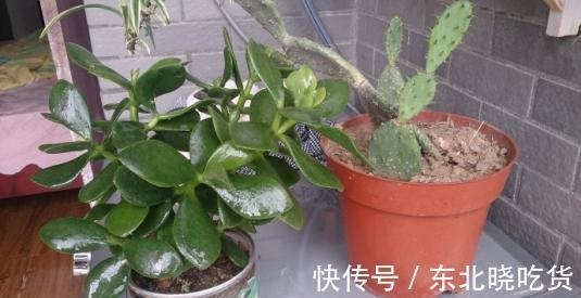 家里养花招虫子，往花盆里放这种小东西，比杀虫药管用