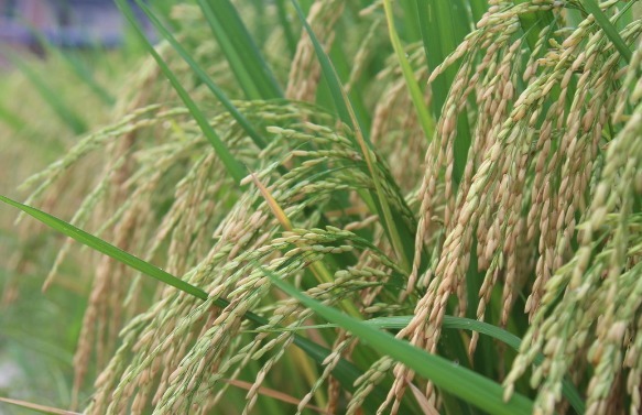 农作物|六月立秋两头不收,七月立秋早晚都收,2021年啥时候立秋