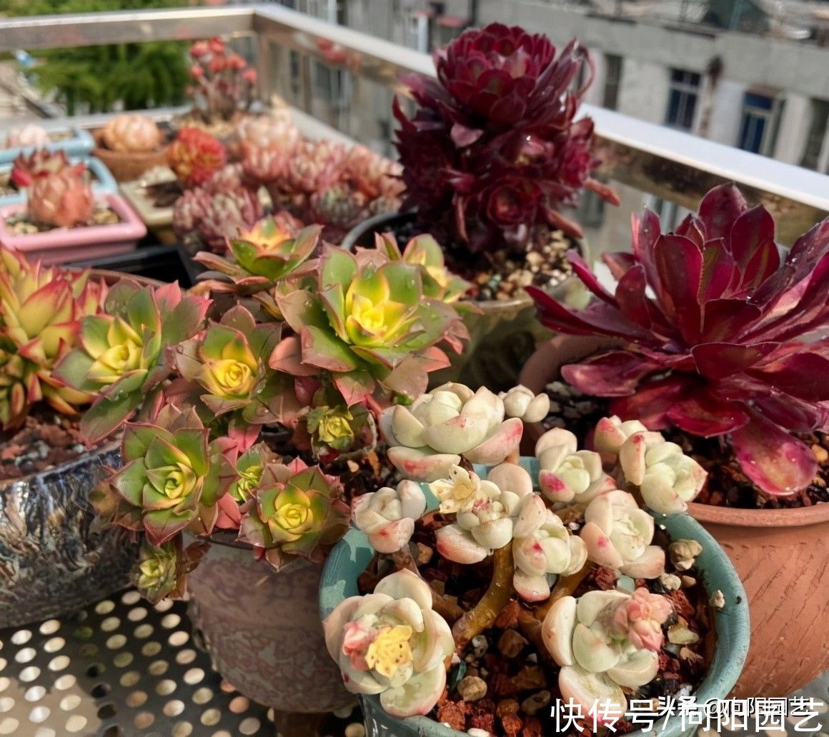 花盆|夏天种多肉,陶盆,紫砂盆最好,隔热效果好,更适合多肉生长