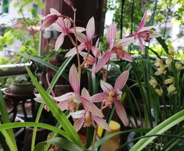 树皮|老花农养兰花，用3种植料，兰花不烂根，芽蹭蹭冒，花呼呼开