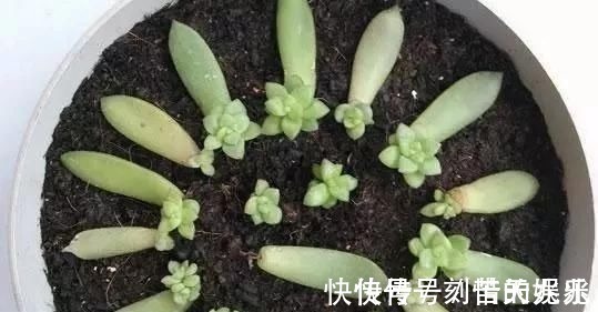 蟹爪兰|养花爱好者看过来这15种花现在“扦插”，生根快，一个周就长芽