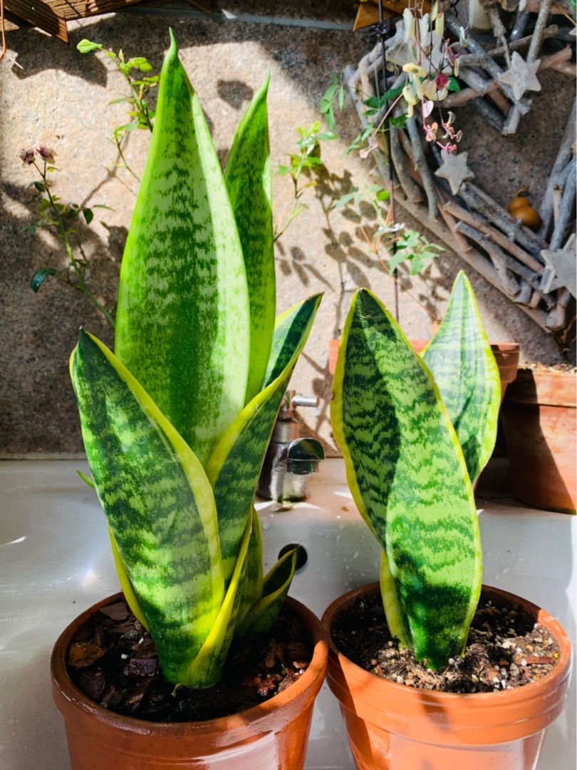 卫生间总是有异味,不如养盆“杀菌花”,净化空气味道香香