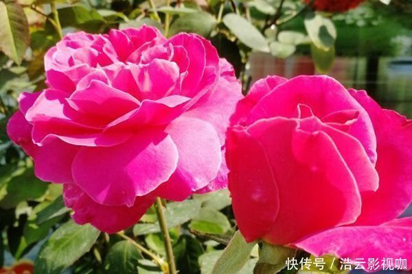 雍容华贵|喜欢养玫瑰,就养盆“玫瑰精品”粉和平玫瑰,雍容华贵,色彩艳丽