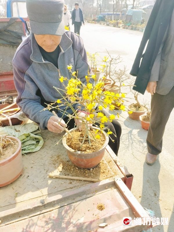 迎春花开报春来