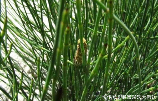 中年|什么是“节节草”老人用节节草泡脚，十几年的老问题轻松解决