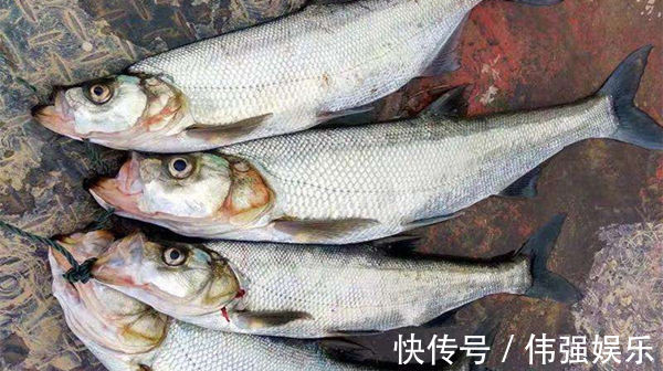 民间钓翘嘴鲌鱼的五种方法,盛夏高温鱼难钓,这种鱼反而更好钓