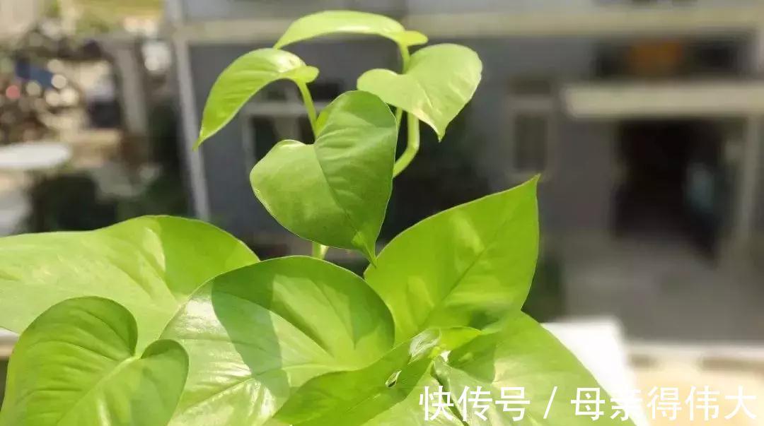 这些花是二手烟的克星,家里有烟鬼的,赶紧养几盆