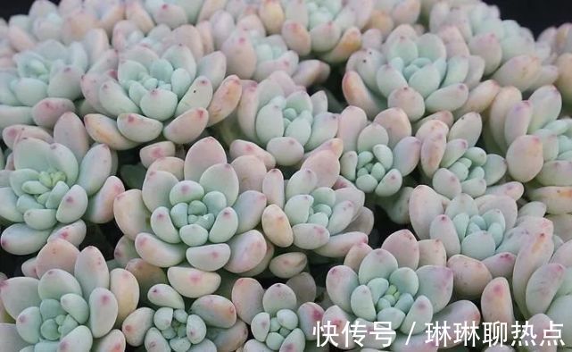 蓝豆|6种越晒越香的多肉植物！