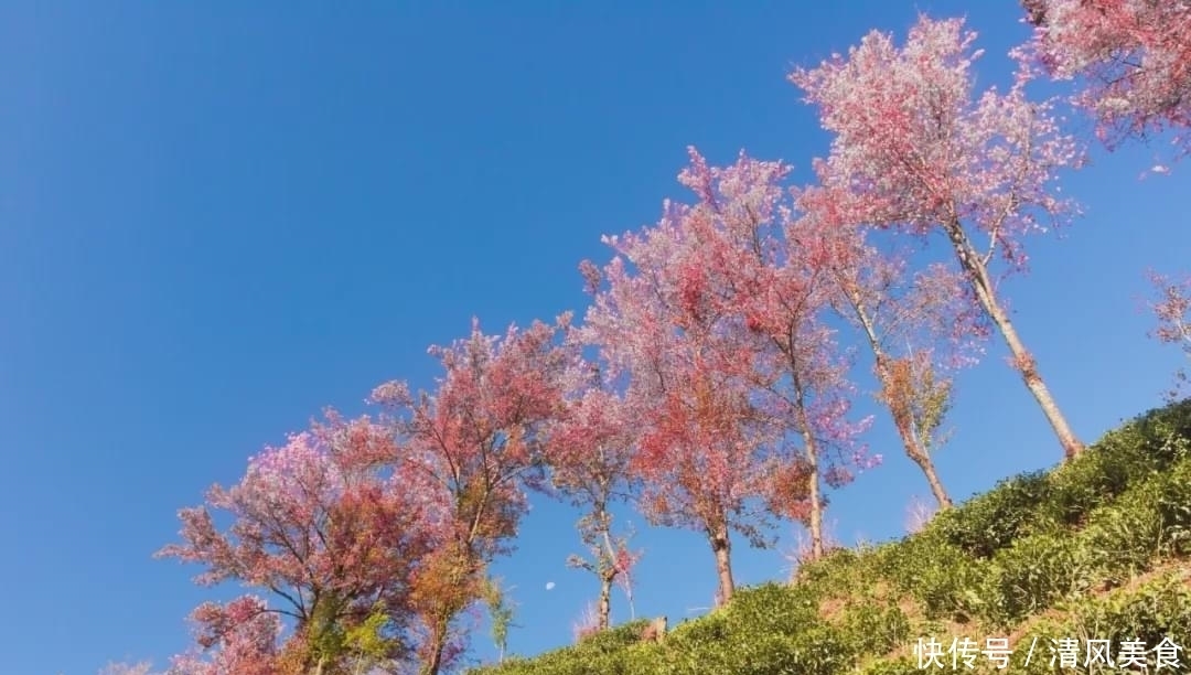 抓到|只在冬日盛开的樱花海！现在去就能抓到国内“最早的春天”！