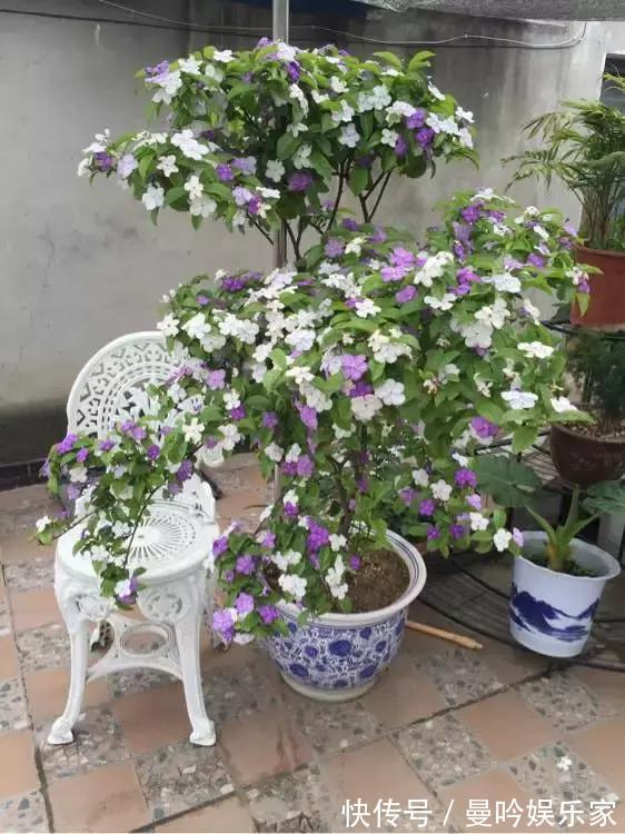茉莉香|1种花有茉莉香，花儿同时开三色，一开300多天，新手养得好