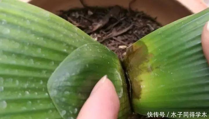 养花|这3种“漂亮花”,只能浇水,不能喷水,喷一喷都是短命鬼